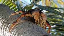 Aldabra: Byl jednou jeden ostrov