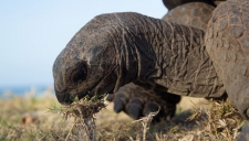 Aldabra: Byl jednou jeden ostrov