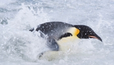 Putování tučňáků: Volání oceánu