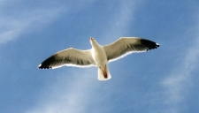 Racek Jonathan Livingston